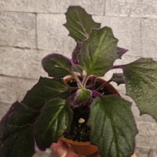 Gynura Aurantiaca Velvet