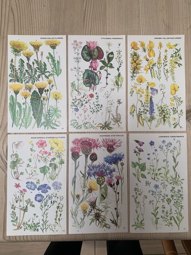 Vintage 1974 botanical - 6x,
