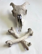 Old Sheep's Skull and cross