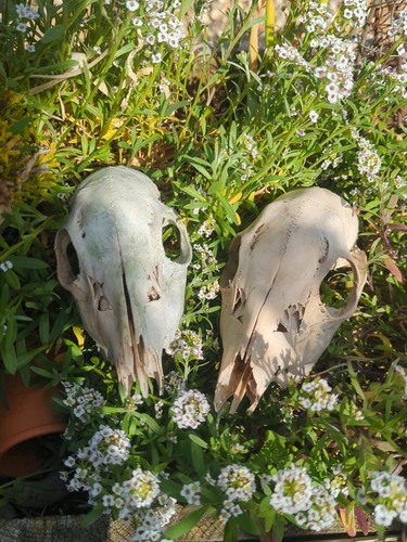 Two young roe doe deer - two, skulls