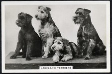 LAKELAND TERRIER SENIOR SERVICE DOGS SERIES 1939 DOG CIGARETTE CARD #11
