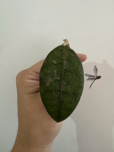 Hoya aff lambii splash fresh - hoya,