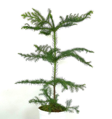 Araucaria heterophylla tree - heterophylla,