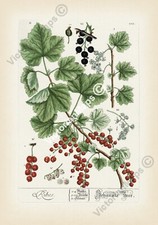 Red Black Currant antique