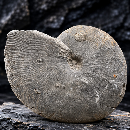 Very rare fossil - rare,