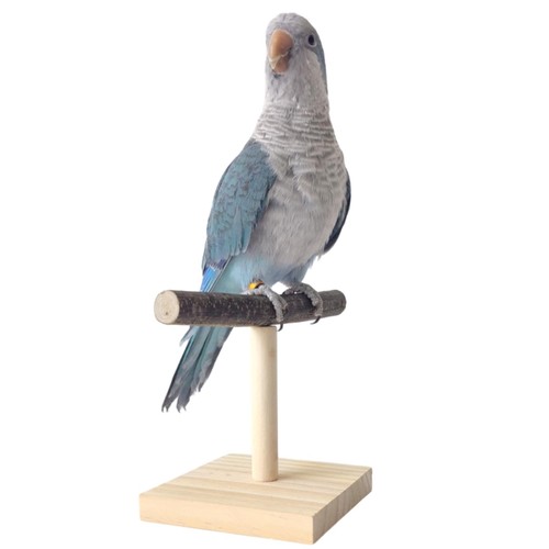 Bird perch stand training - stand,