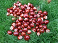 40 CONKERS HORSE CHESTNUTS