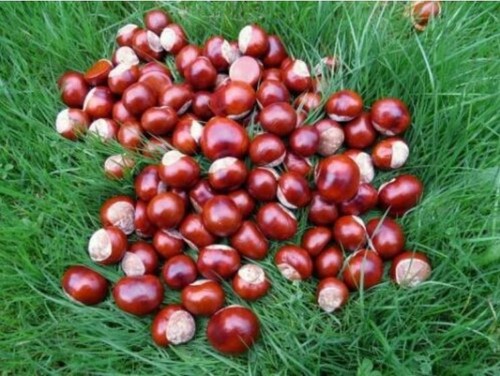 Conkers horse chestnuts - conkers,
