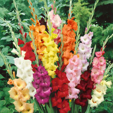 10 GLADIOLI MIXED COLOUR