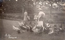 FARMING. FEEDING HENS/CHICKENS. IN THE FARMYARD. RURAL LIFE POSTCARD