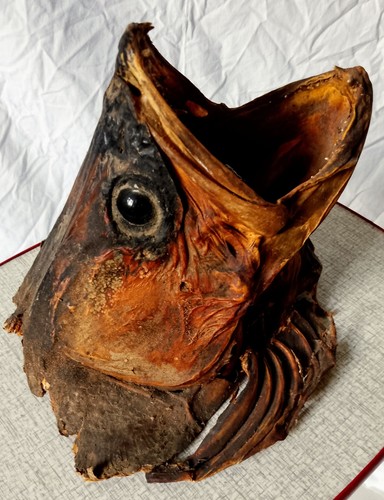 Taxidermy barracuda head big - taxidermy, head,