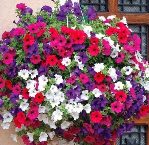 300 petunia trailing - 300,