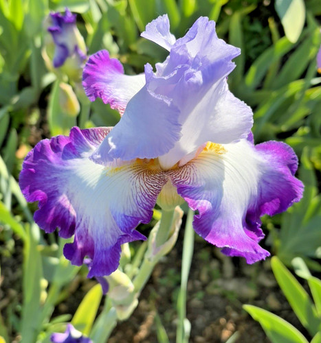 Bearded iris germanica - iris,