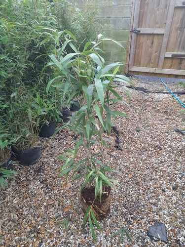 Pseudosasa japonica metake - pseudosasa, 'metake'