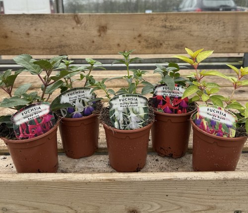 Mix hardy fuchsia - fuchsia, 9cm