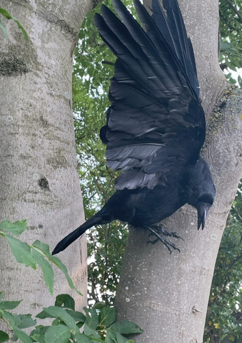 Taxidermy crow open wings - taxidermy,