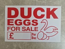 Duck Eggs For Sale - white