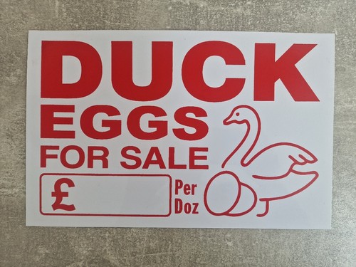 Duck eggs for sale white - sale,