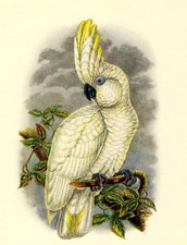 Original c1947 Lithograph JOHN