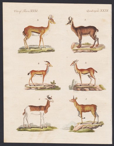 Chamois gazelle cliff jumper