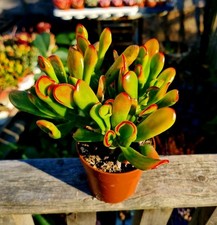 Crassula Ovata Hobbit Sunset