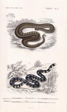 1861 Elephant Trunk SNAKE & Banded Sea Krait - Antique Art - 5.75 x 9.75 Inches