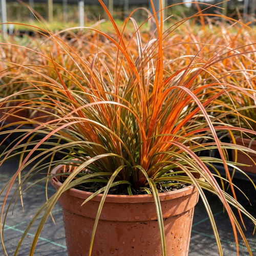 Carex prairie fire - carex, 2l