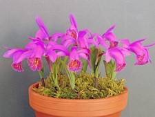 Pleione Asama 'Red Grouse' (3 bulbs) - Lot RG3