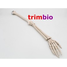 Life size Left Arm Model