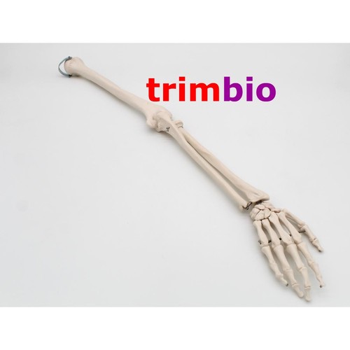 Life size left arm model - left,