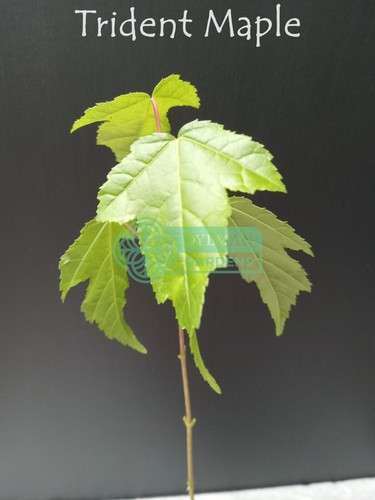 Trident maple tree - tree, (acer