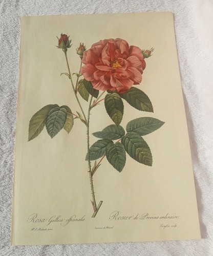 Pierre joseph redoute rosa - joseph,