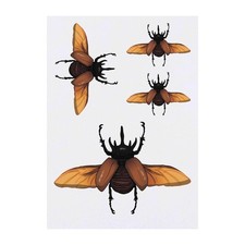 4 x 'Atlas Beetle Flying'