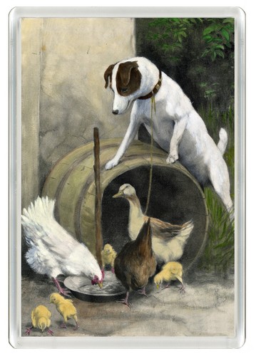 Smooth fox terrier dog - fox,