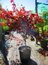 4.5ft inc. pot 25litre LARGE
