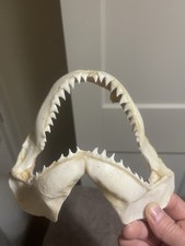 Real Genuine Shark Jaw