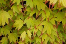 Acer palmatum  Tsuma Beni in