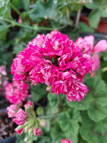 Pelargonium sister henry - 'sister, henry'
