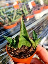 Sansevieria Table Mountain |