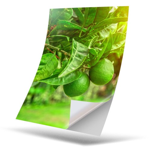 Vinyl sticker citrus - vinyl,