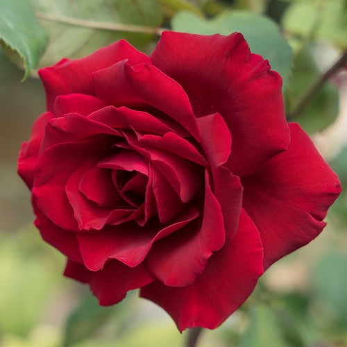 James rose established plant - james',
