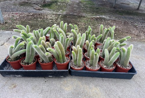 Monkey tail cactus - monkey, |