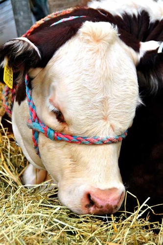 Pedigree hereford cow - cow, cattle