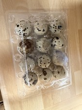 X12 Cotournix Quail Eggs For