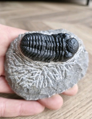 Trilobite fossil morocops - trilobite,