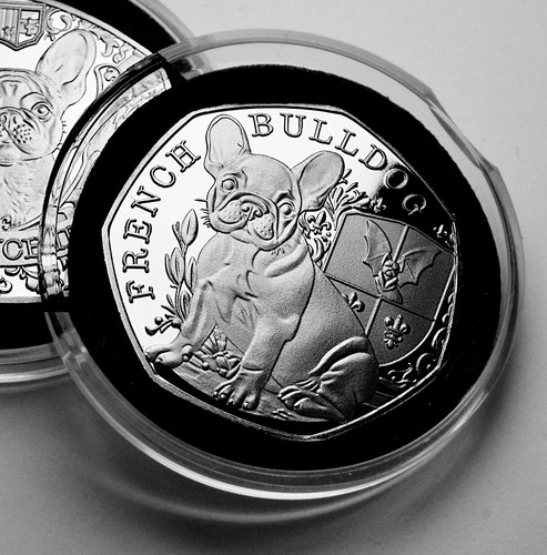 French bulldog silver - bulldog,