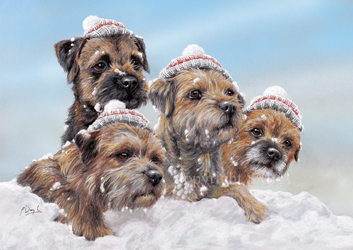 Border terrier christmas - christmas, cards