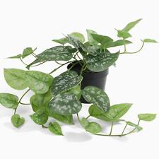 Blooming Artificial - 43cm Faux Satin Pothos Plant Indoor Trailing Green Potted