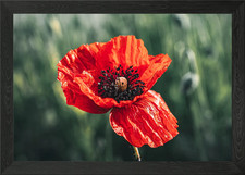 Vibrant Red Poppy Flower