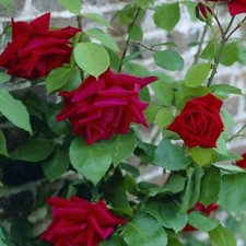 POTTED 2 LITRE CLIMBING ROSE